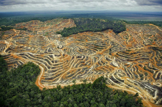Всемирная проблема вырубки лесов